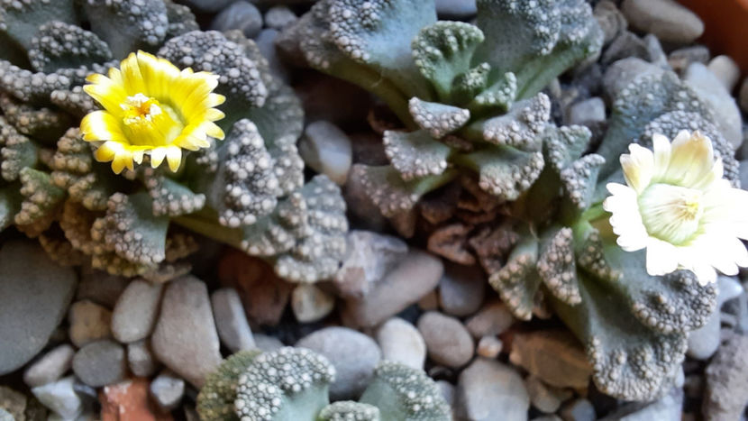 28.12.2020 - Titanopsis calcarea