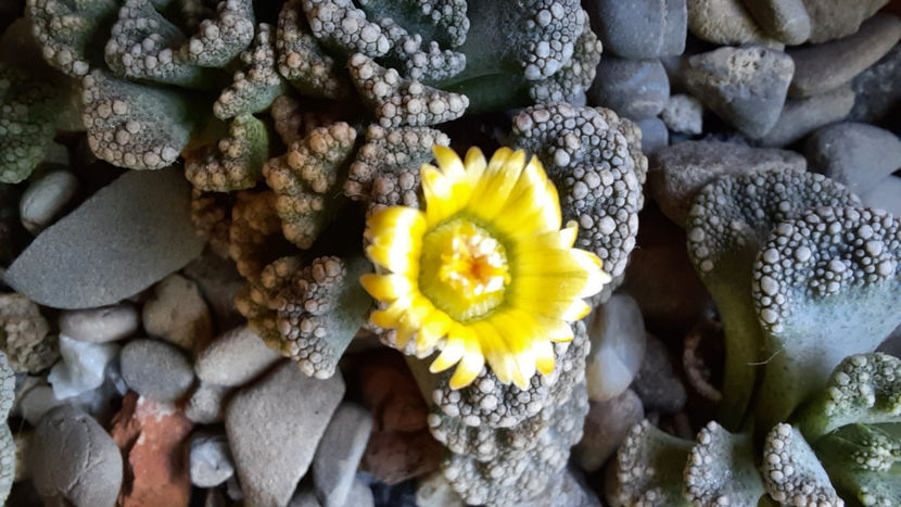 28.12.2020 - Titanopsis calcarea