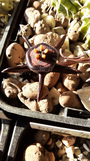 22.11.2020 - Duvalia caepitosa