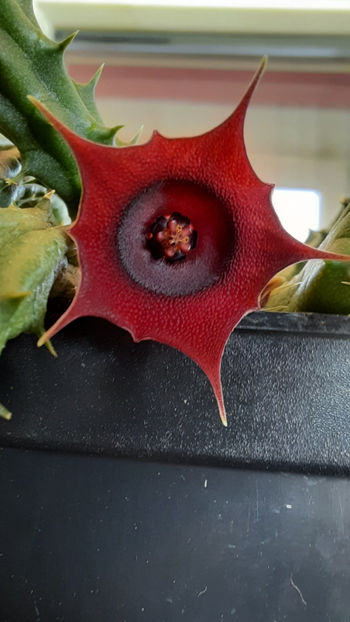 15.11.2020 - Huernia schneideriana