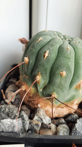  - Matucana madisoniorum