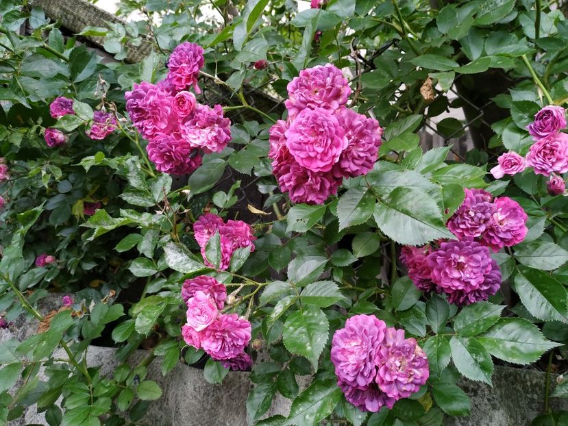  - Bleu Magenta