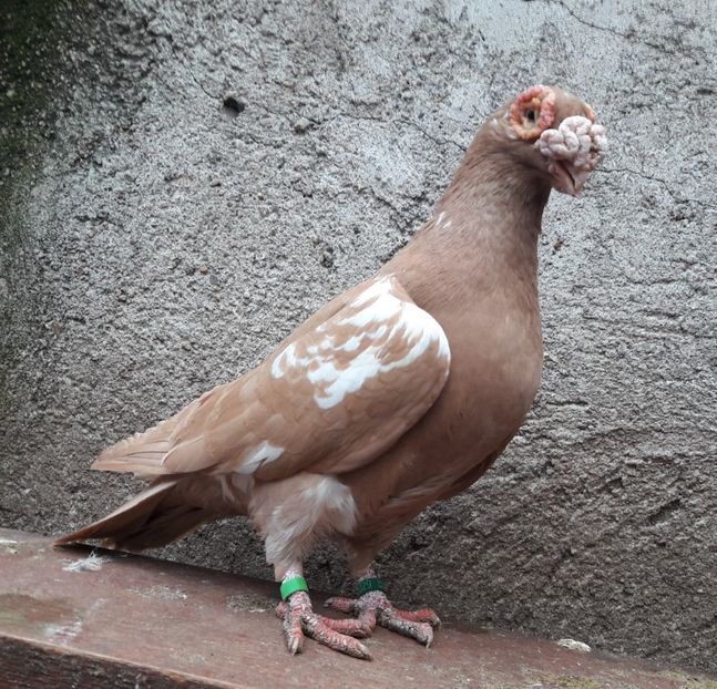 Femela - Contact 0770110256 Oradea