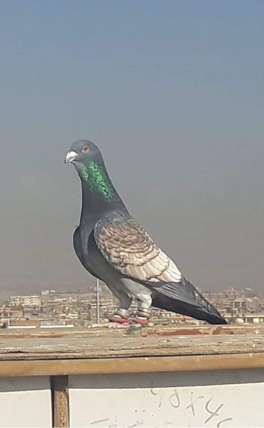  - NU IMI APARTIN ALBUM NR 2