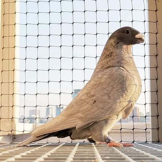  - NU IMI APARTIN ALBUM NR 2