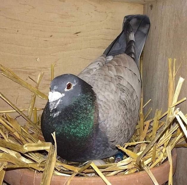  - NU IMI APARTIN ALBUM NR 2