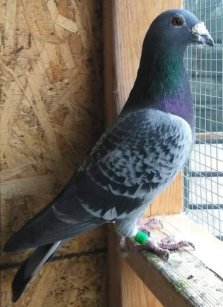  - NU IMI APARTIN ALBUM NR 2