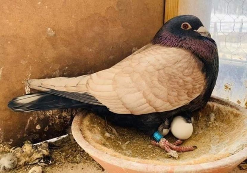  - NU IMI APARTIN ALBUM NR 2