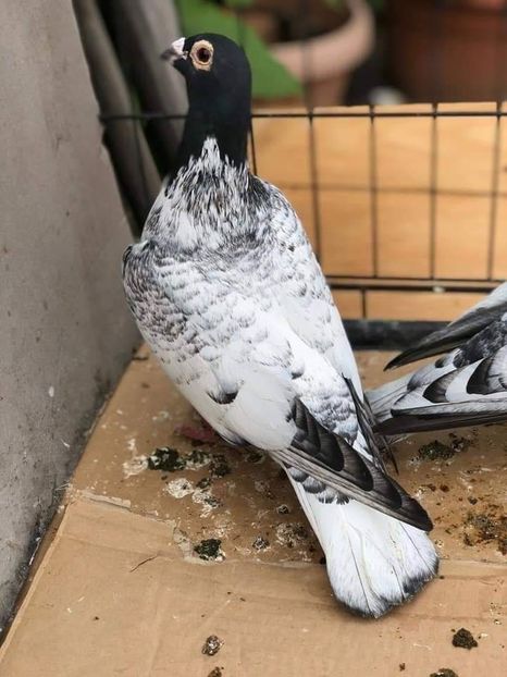  - NU IMI APARTIN ALBUM NR 2