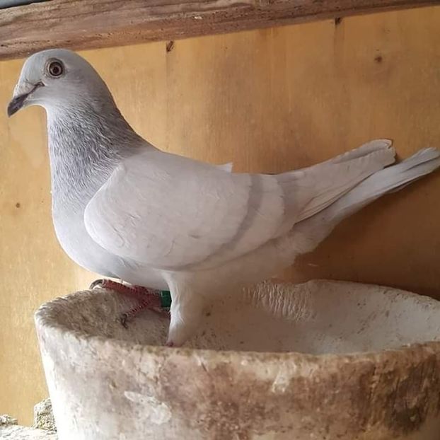  - NU IMI APARTIN ALBUM NR 2