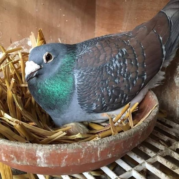  - NU IMI APARTIN ALBUM NR 2