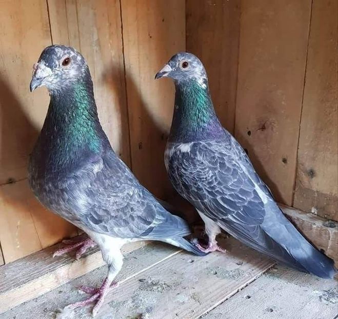  - NU IMI APARTIN ALBUM NR 2