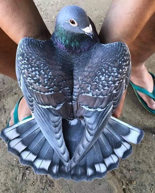  - NU IMI APARTIN ALBUM NR 2