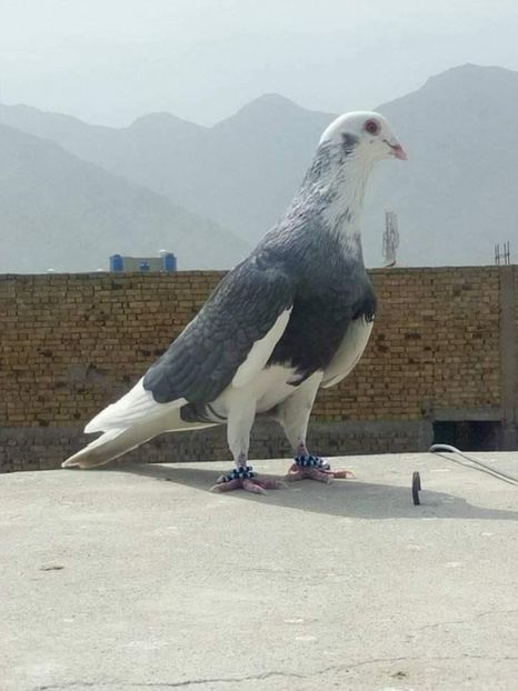  - NU IMI APARTIN ALBUM NR 2