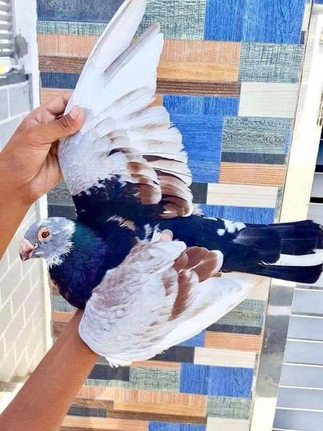  - NU IMI APARTIN ALBUM NR 2