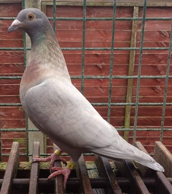  - NU IMI APARTIN ALBUM NR 2