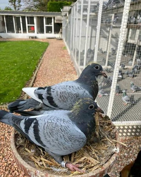  - NU IMI APARTIN ALBUM NR 2