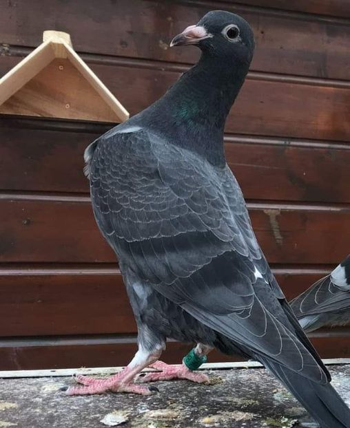  - NU IMI APARTIN ALBUM NR 2