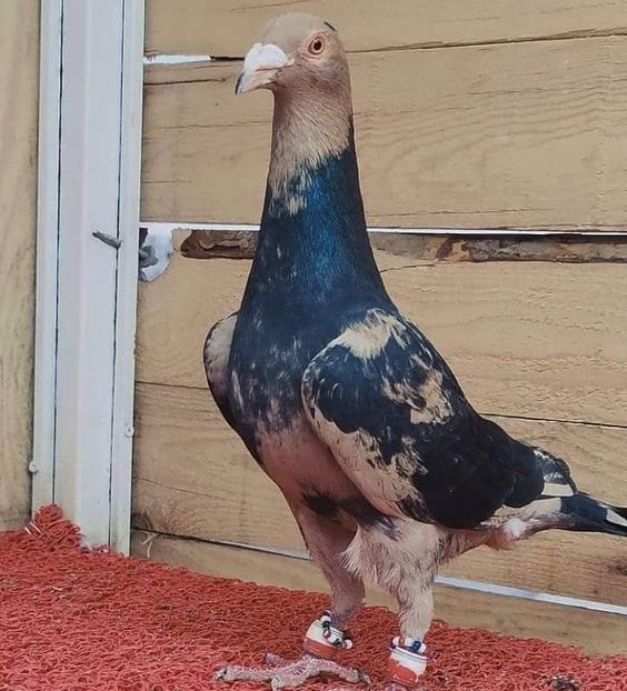  - NU IMI APARTIN ALBUM NR 2