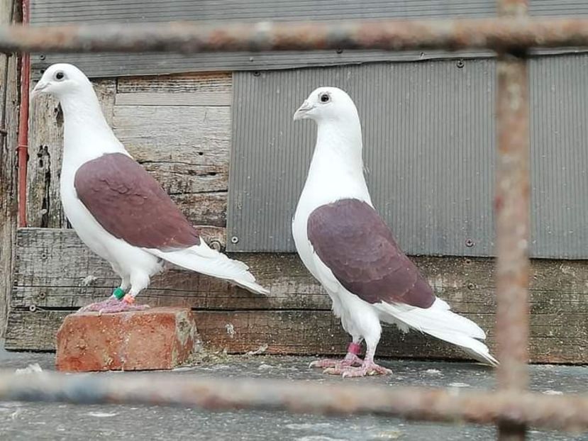  - NU IMI APARTIN ALBUM NR 2