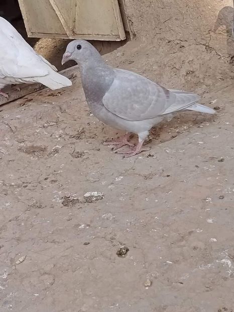  - NU IMI APARTIN ALBUM NR 2