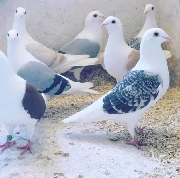  - NU IMI APARTIN ALBUM NR 2