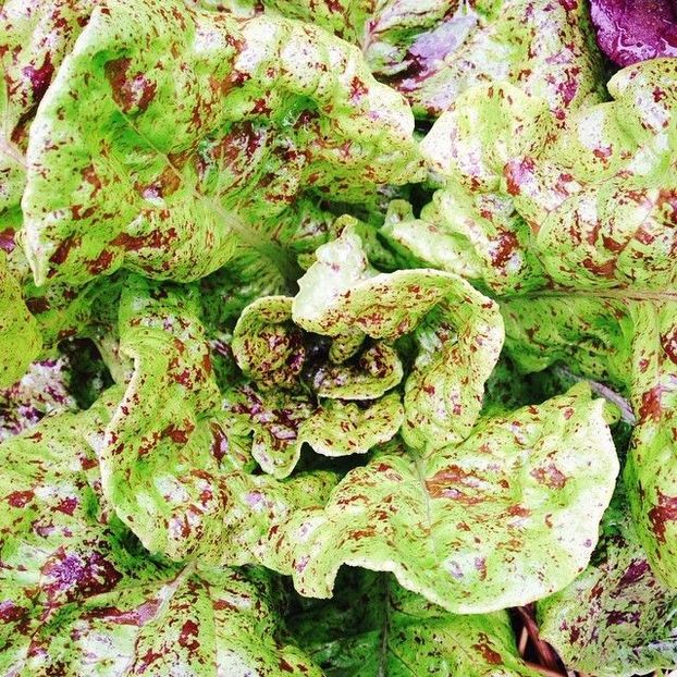  - SEMINTE SALATA - D 176 STRAWBERRY CABBAGE LETTUCE