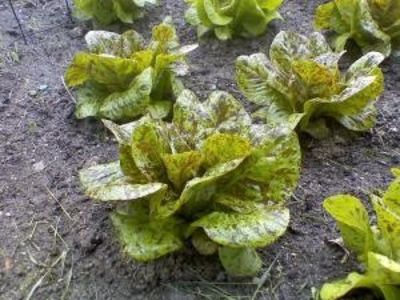  - SEMINTE SALATA - D 176 STRAWBERRY CABBAGE LETTUCE