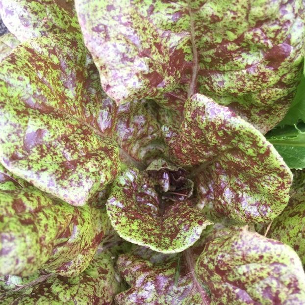  - SEMINTE SALATA - D 176 STRAWBERRY CABBAGE LETTUCE