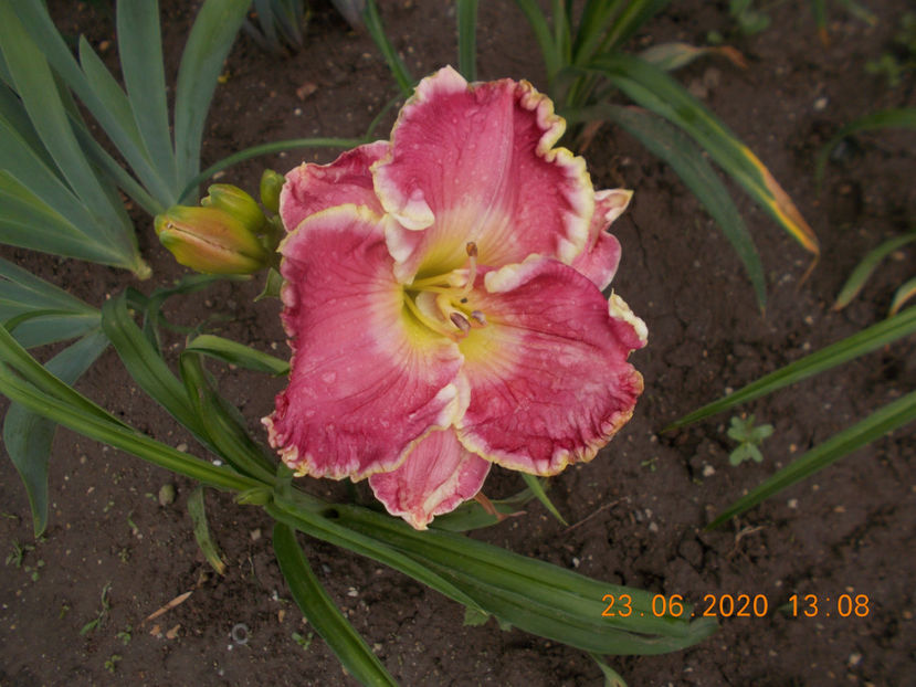 t-z-r2,1 (2) - HEMEROCALLISI-2020
