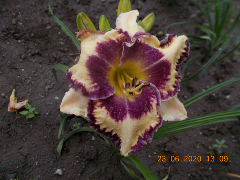 t-z-r3,2 (2) - HEMEROCALLISI-2020