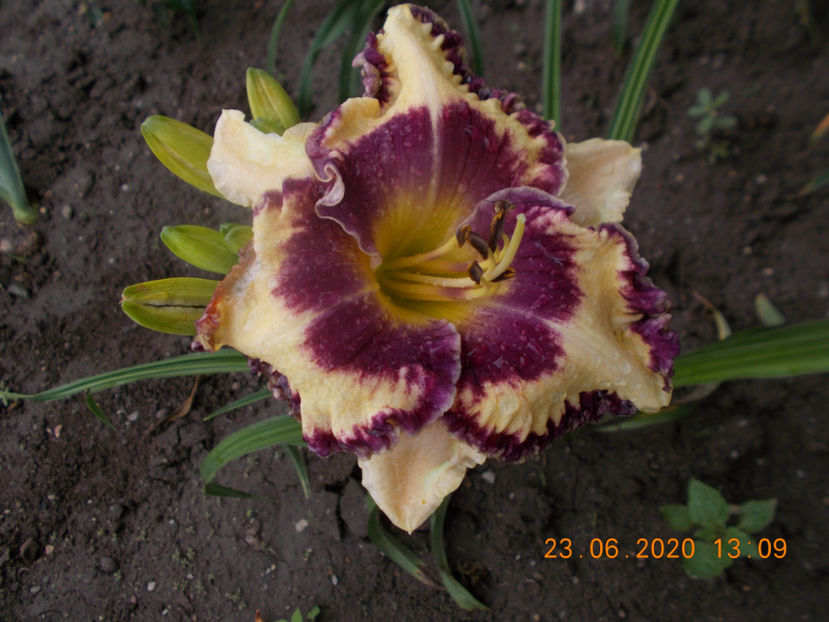 t-z-r3,2 (3) - HEMEROCALLISI-2020