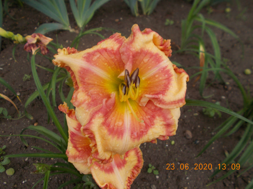 t-z-r3,3 (2) - HEMEROCALLISI-2020