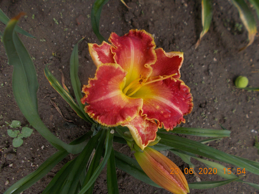 t-z-r3,5 (2) - HEMEROCALLISI-2020