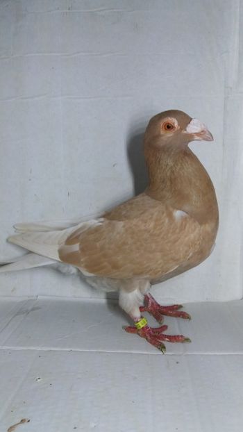 F 2020 vanduta - De! voiajori vanduti