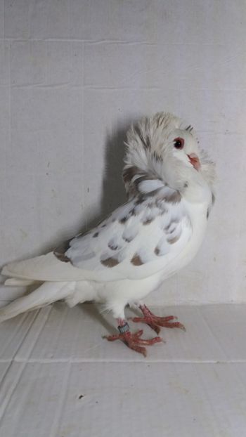 F 2020 - Por capucini