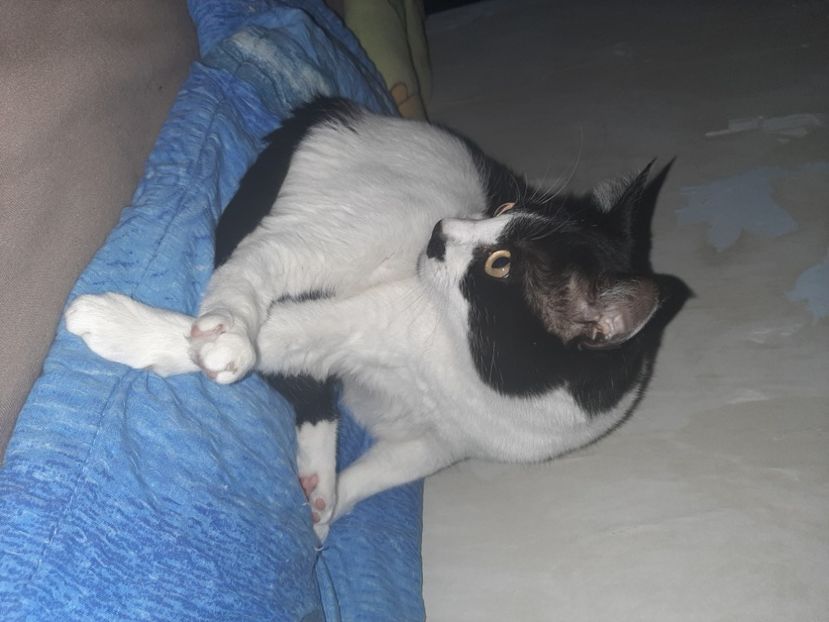  - Pisicii mei în februarie 2021