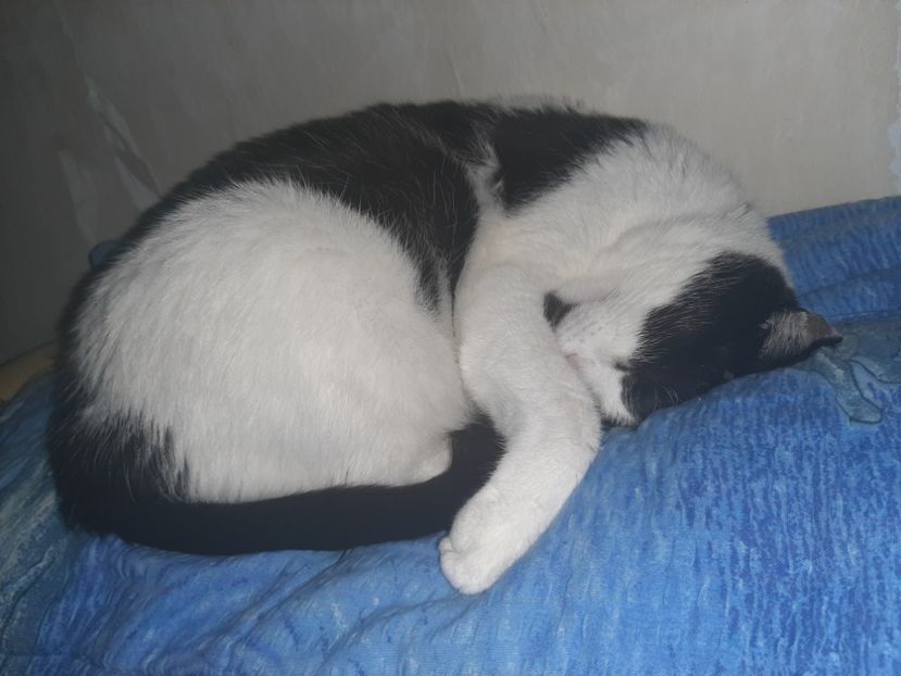  - Pisicii mei în februarie 2021