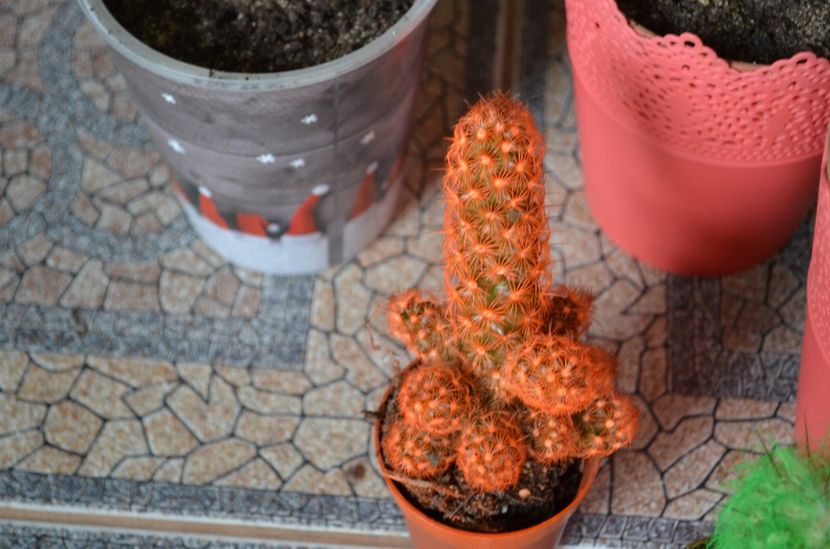  - suculente si cactusi