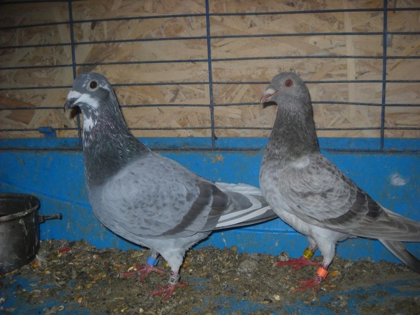 13 - PORUMBEI VANDUTI 2