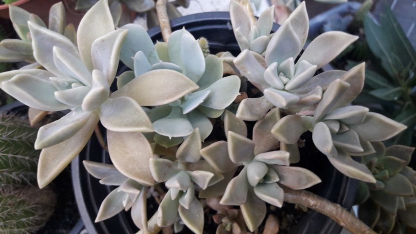graptopetalum - Suculente si cactusi 2020 - 2021