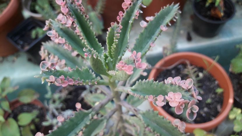 kalanchoe buterfly pink - Suculente si cactusi 2020 - 2021