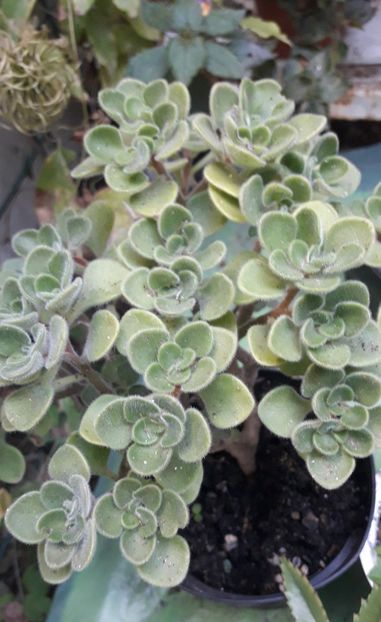 aichryson - Suculente si cactusi 2020 - 2021