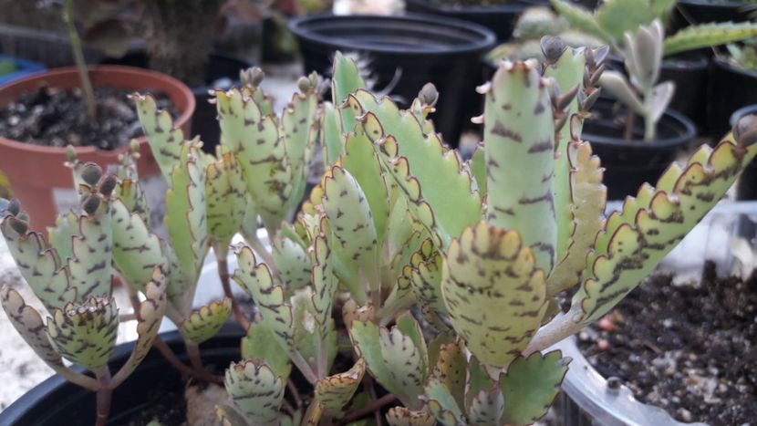 kalanchoe daigremontiana - Suculente si cactusi 2020 - 2021