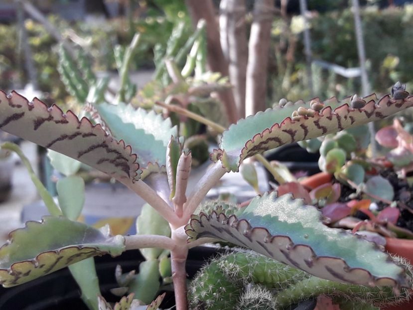 kalanchoe daigremontiana 2 - Suculente si cactusi 2020 - 2021