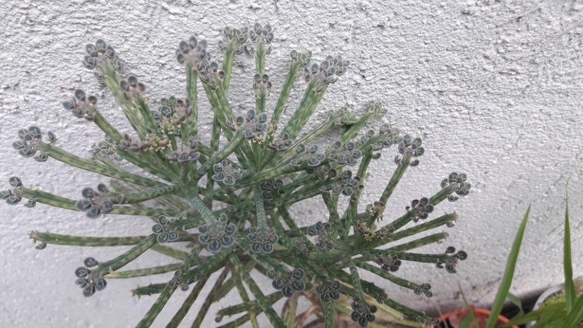 kalanche tubiflora - Suculente si cactusi 2020 - 2021