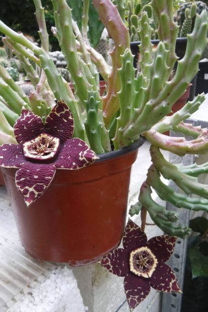 orbea variegata - Suculente si cactusi 2020 - 2021