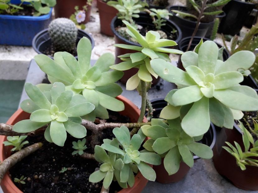 ssedum palmeri - Suculente si cactusi 2020 - 2021