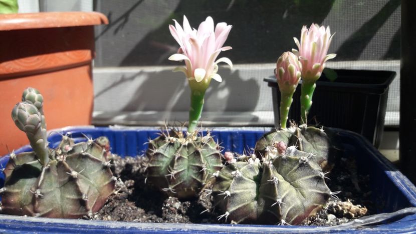  - Suculente si cactusi 2020 - 2021