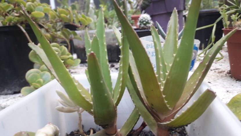  - Suculente si cactusi 2020 - 2021